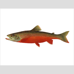 Canadian Red Trout  - Print