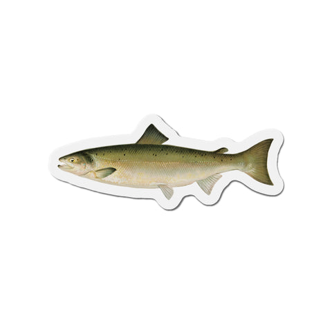Atlantic Salmon - Magnet