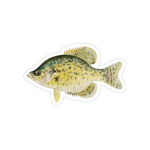 Calico Bass - Decal