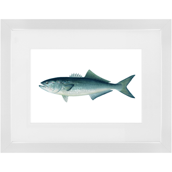 Bluefish - Framed
