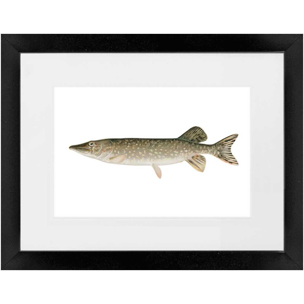 Northern Pike - Framed – Vintage Fish