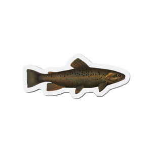 Brown Trout or German Trout - Magnet