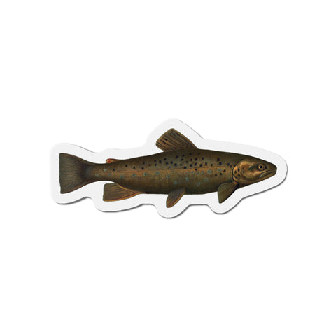 Brown Trout or German Trout - Magnet