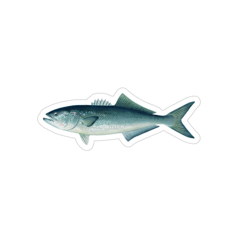 Bluefish - Decal