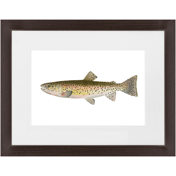 Red Throat Black Spotted Trout - Framed
