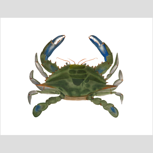 Blue Crab - Print