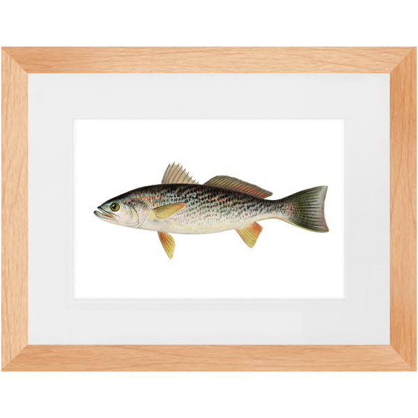 Weakfish - Framed