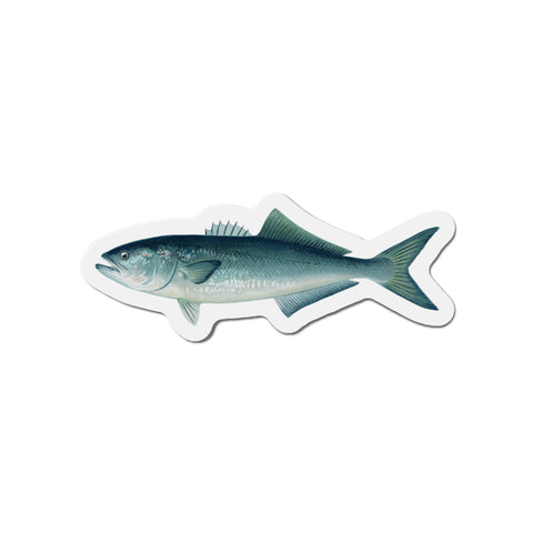 Bluefish - Magnet