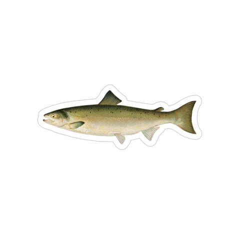 Atlantic Salmon - Decal