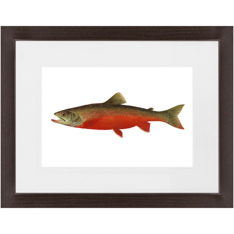 Canadian Red Trout - Framed