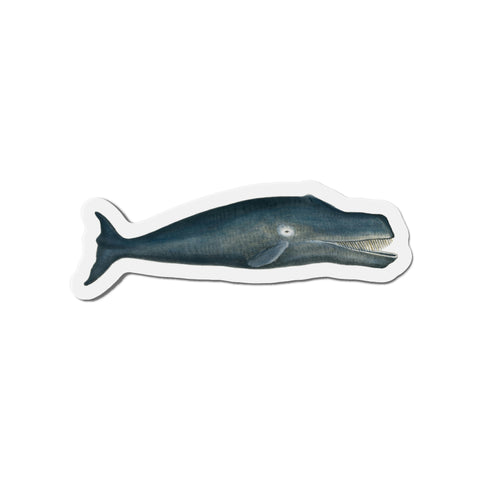 Bowhead Whale - Magnet