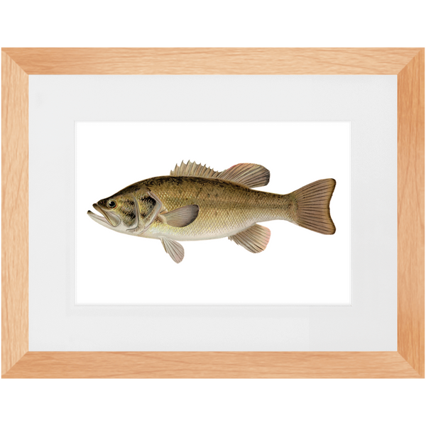 Largemouth Bass - Framed