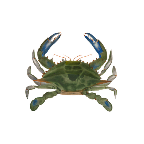 Blue Crab - Print
