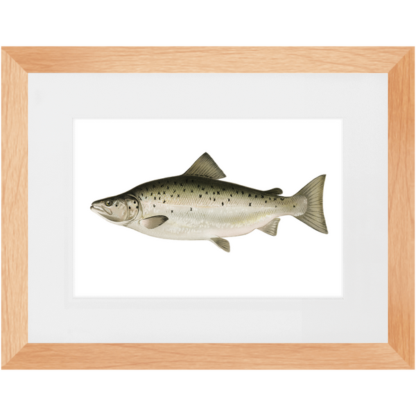 Landlocked Salmon / Quananiche - Framed