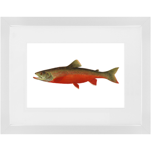 Canadian Red Trout - Framed