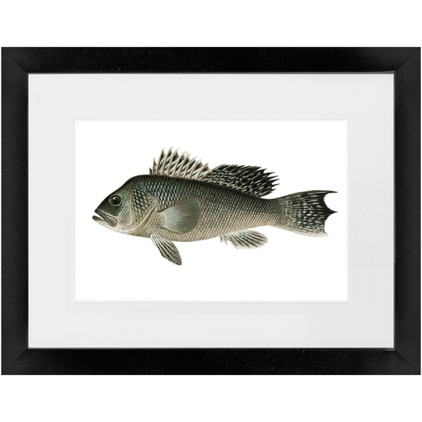 Sea Bass - Framed