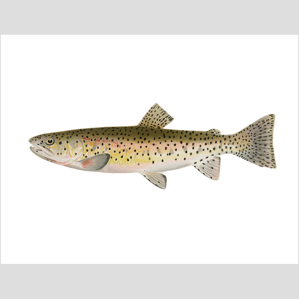Red Throat Black Spotted Trout - Print