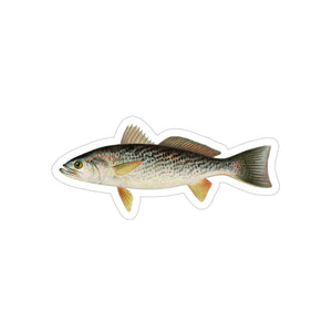 Weakfish - Decal
