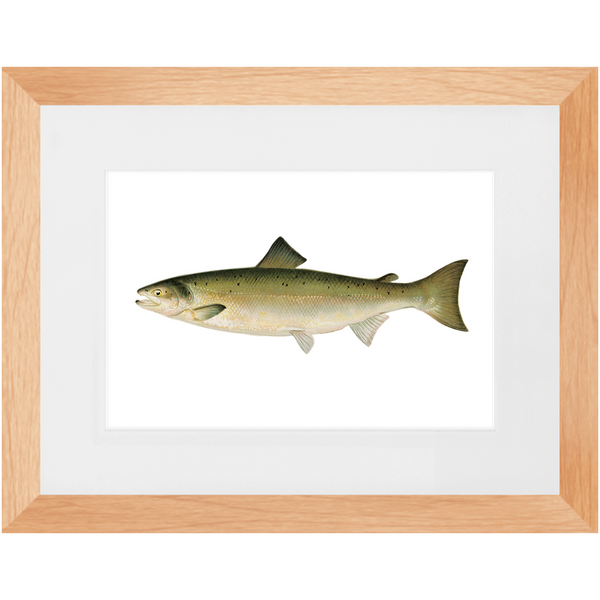Atlantic Salmon - Framed
