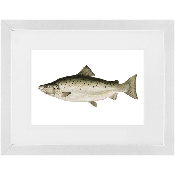 Landlocked Salmon / Quananiche - Framed
