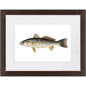 Weakfish - Framed