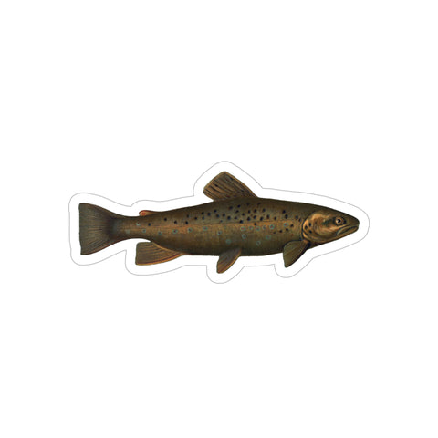 Brown Trout or German Trout - Decal