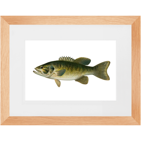Smallmouth Bass - Framed
