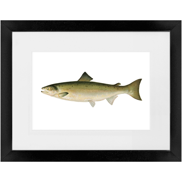 Atlantic Salmon - Framed