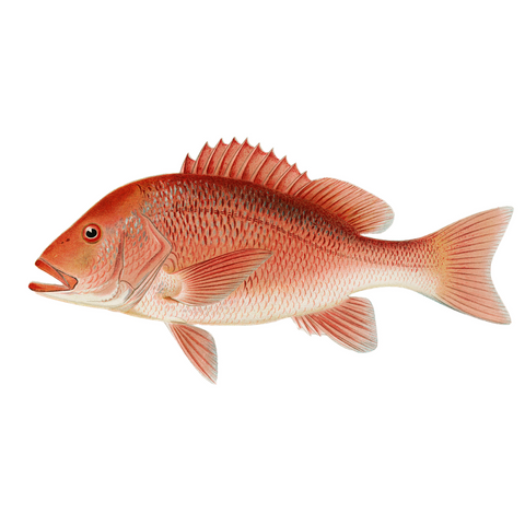 Red Snapper - Print