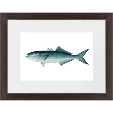 Bluefish - Framed
