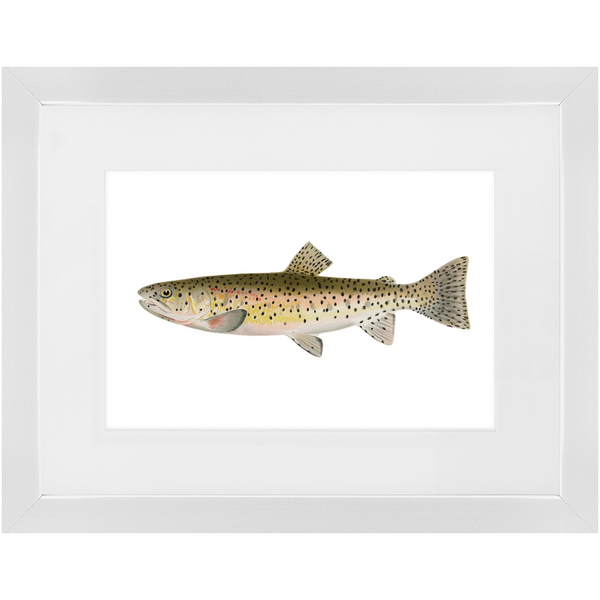 Red Throat Black Spotted Trout - Framed