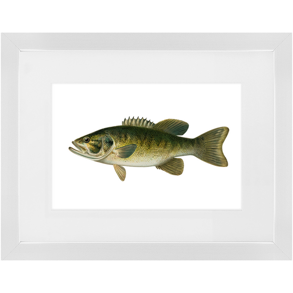 Smallmouth Bass - Framed