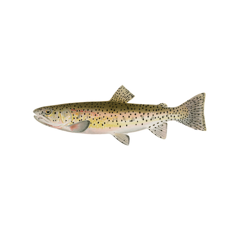 Red Throat Black Spotted Trout - Print
