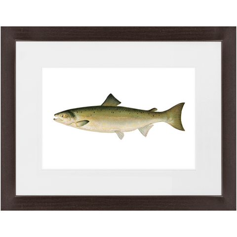 Atlantic Salmon - Framed