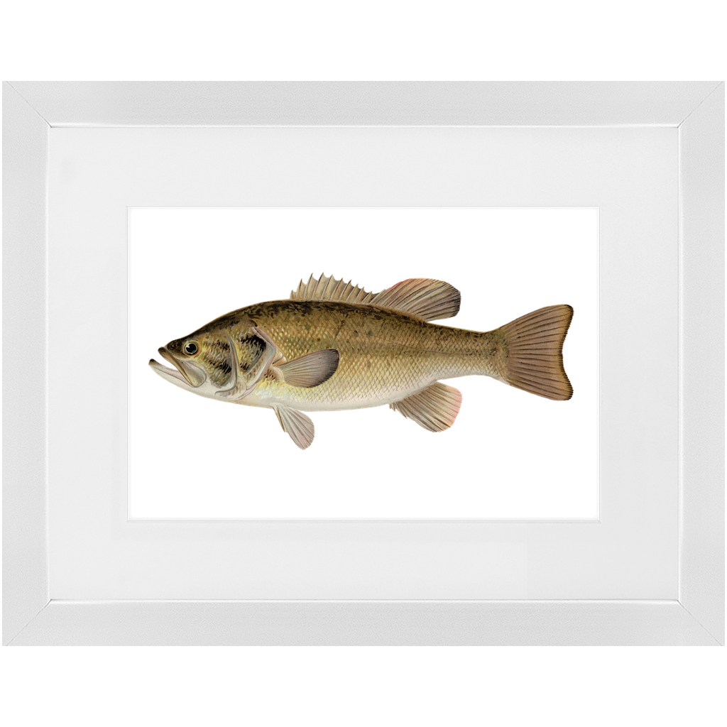 Largemouth Bass - Framed – Vintage Fish