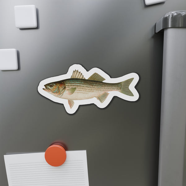 Striped Bass - Magnet