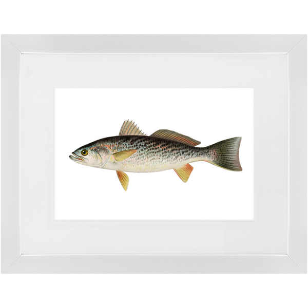 Weakfish - Framed