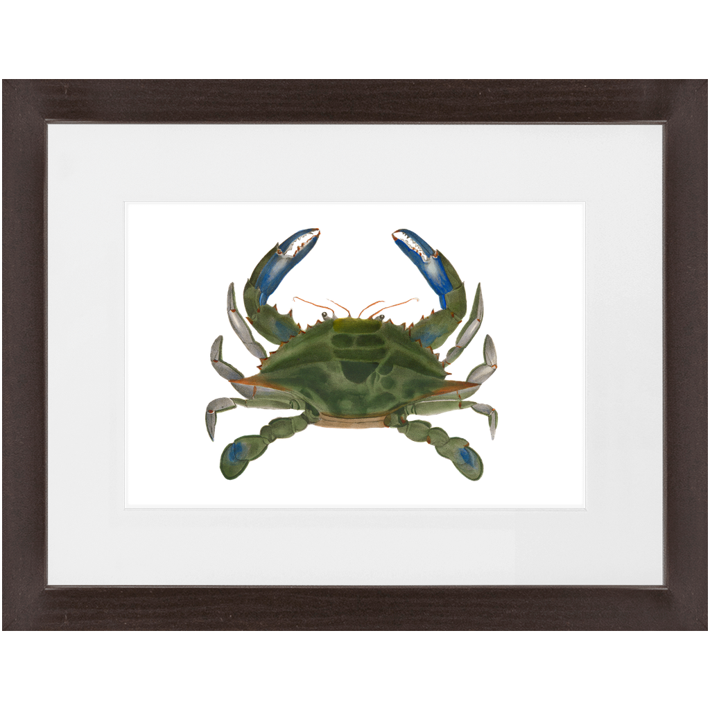 Blue Crab - Framed