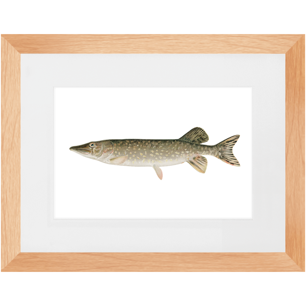 Northern Pike - Framed – Vintage Fish Northern Pike - Framed – Vintage Fish