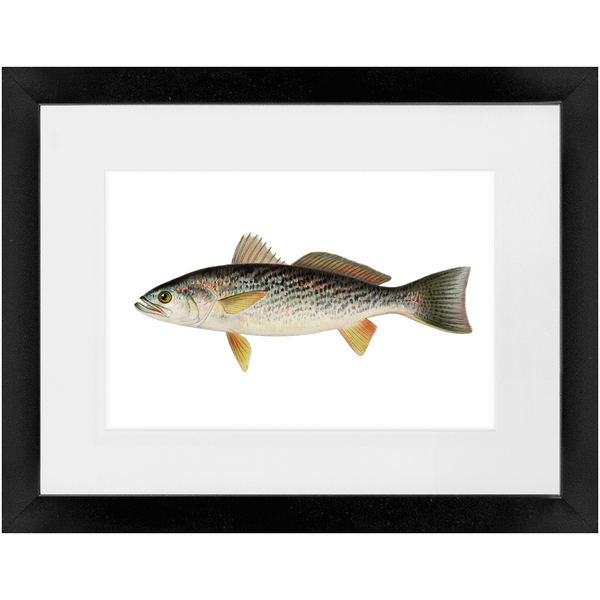 Weakfish - Framed