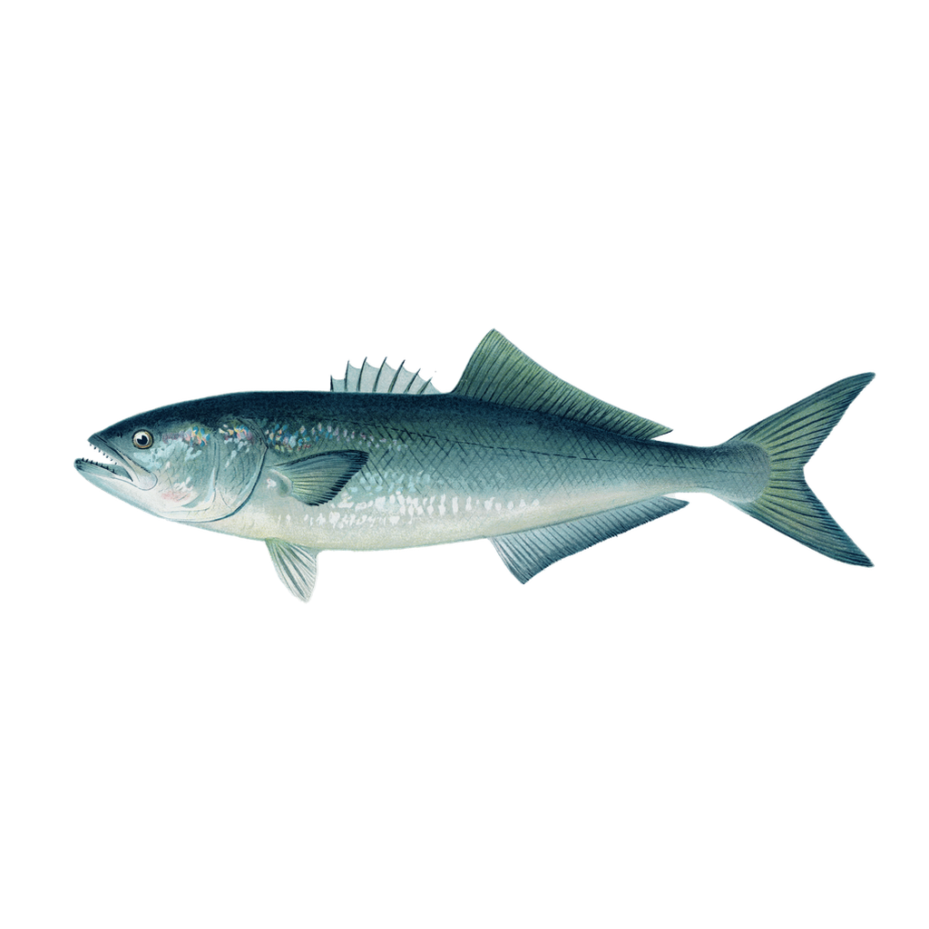 Bluefish - Print