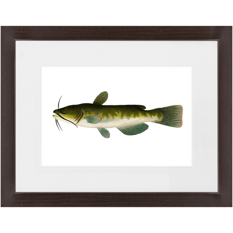 Bullhead - Framed