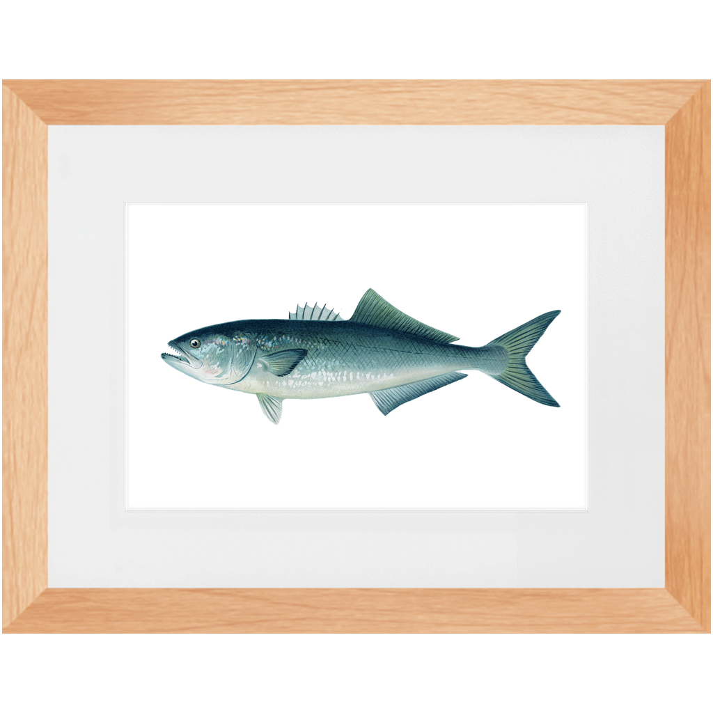 Bluefish - Framed – Vintage Fish