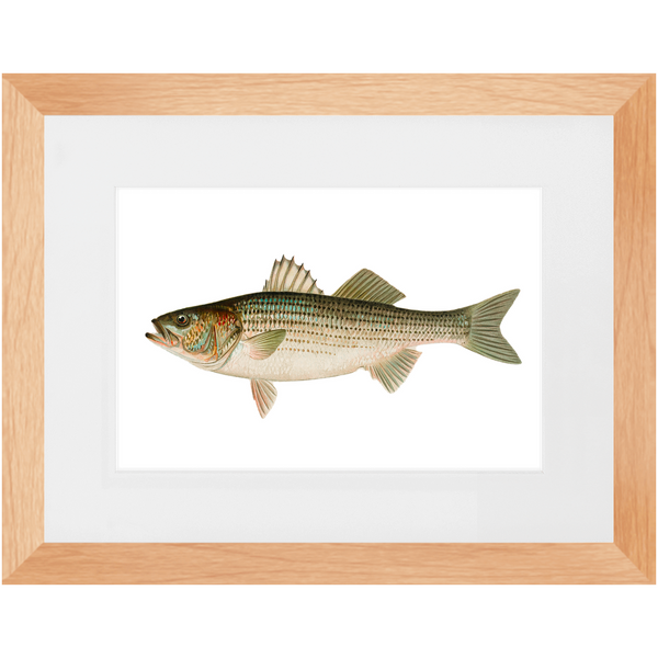 Striped Bass - Framed