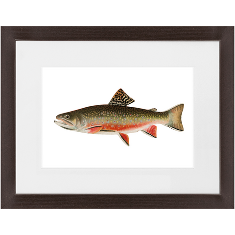 Brook Trout - Framed