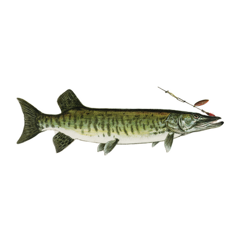 Masakalonge / Muskellunge - Print