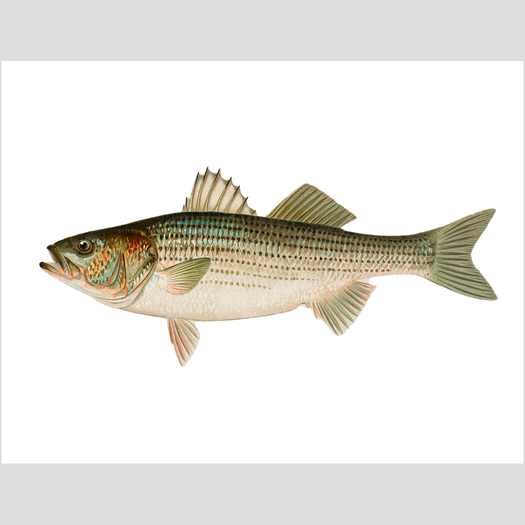 Striped Bass - Print