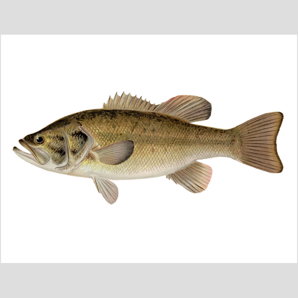 Largemouth Bass - Print