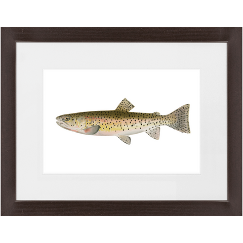 Red Throat Black Spotted Trout - Framed