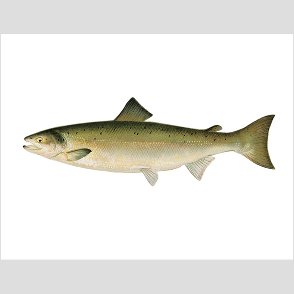 Atlantic Salmon - Print